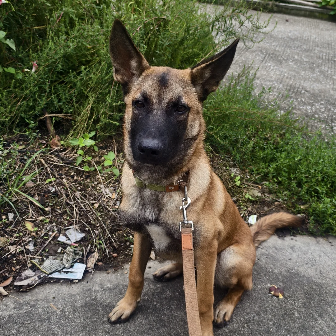 纯种爆红马犬3个月训练好有素犬