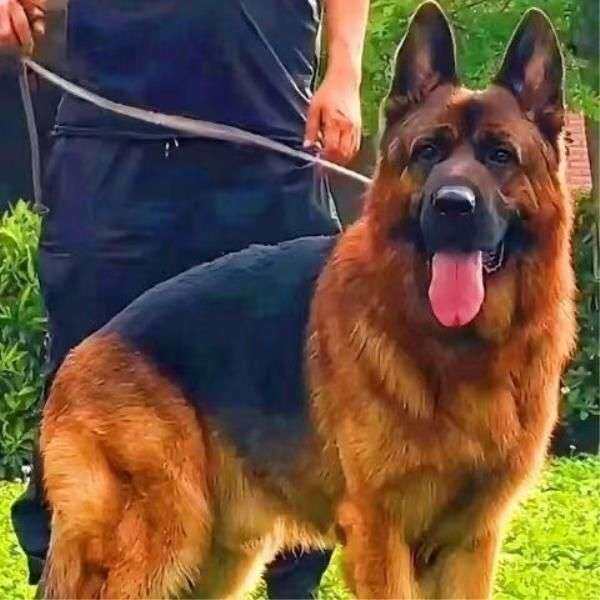 德牧纯种幼犬狗狗狗聪明平背牧羊犬高智商猛犬活物幼宠宠物狗幼崽