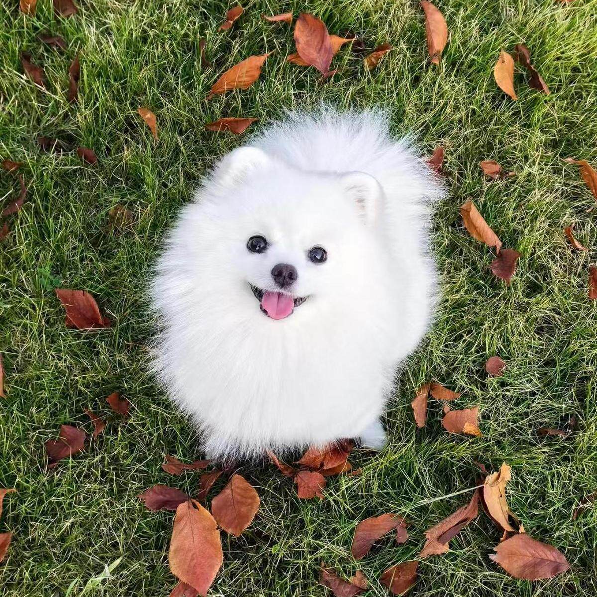 博美纯种幼犬便宜袖珍犬活体幼崽白物家养狗白色超萌俊介犬小茶杯