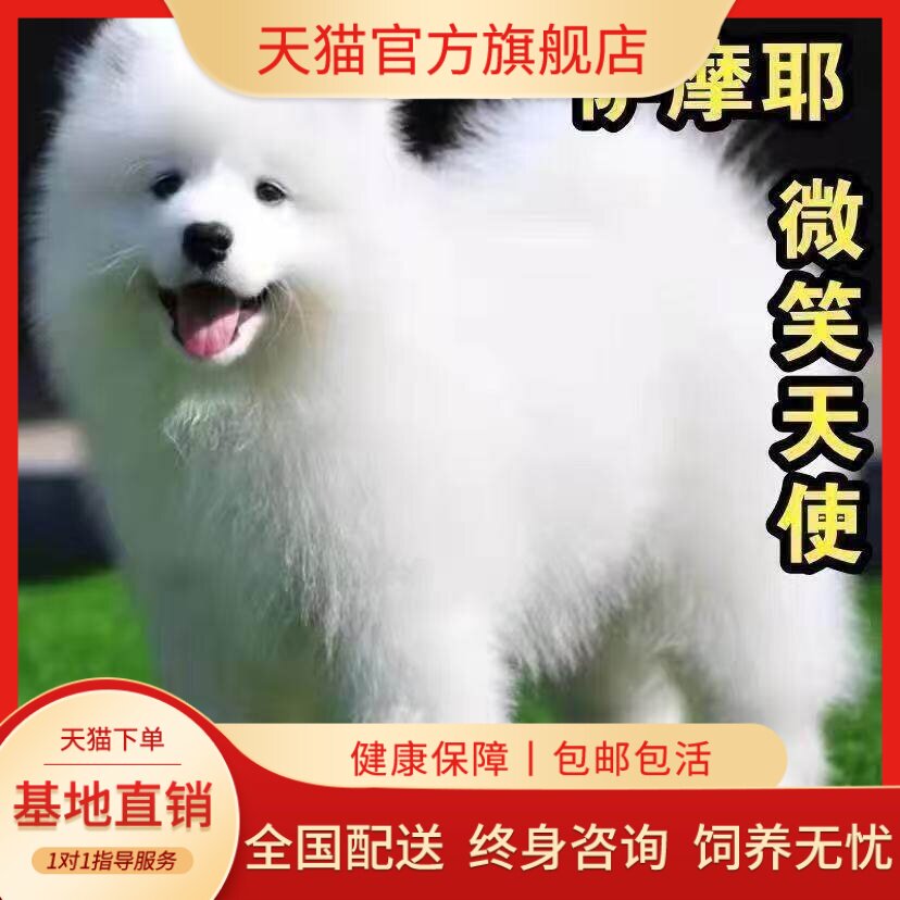 萨摩耶纯种幼犬幼宠治愈粘人聪明好养宠物狗活体白色狗大骨架活物