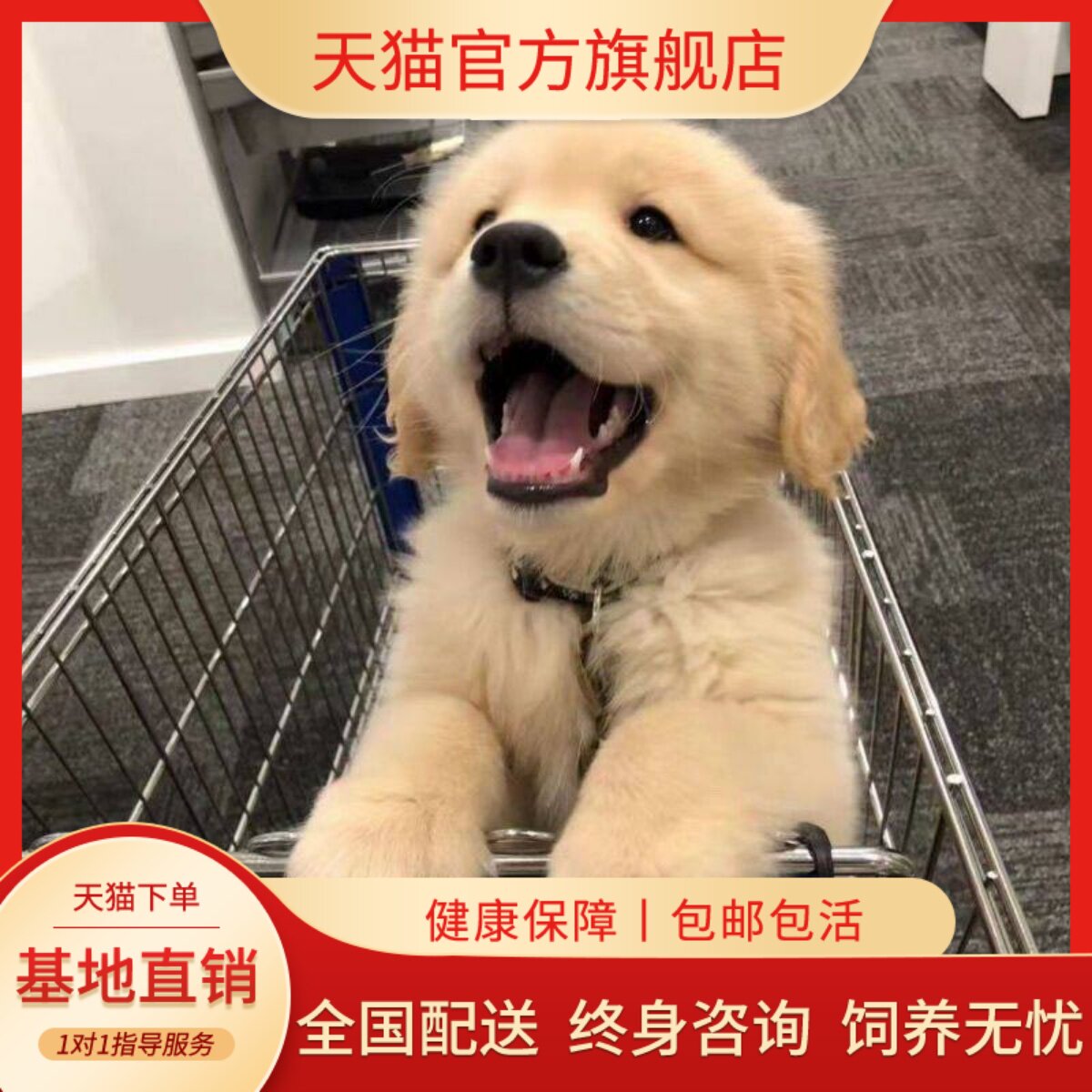 导盲犬犬大型骨架护院狗家养小狗