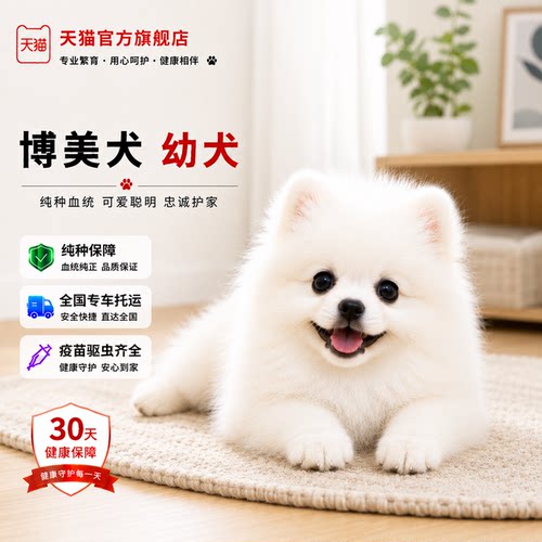 小体黄色网红狗可爱精品圆脸