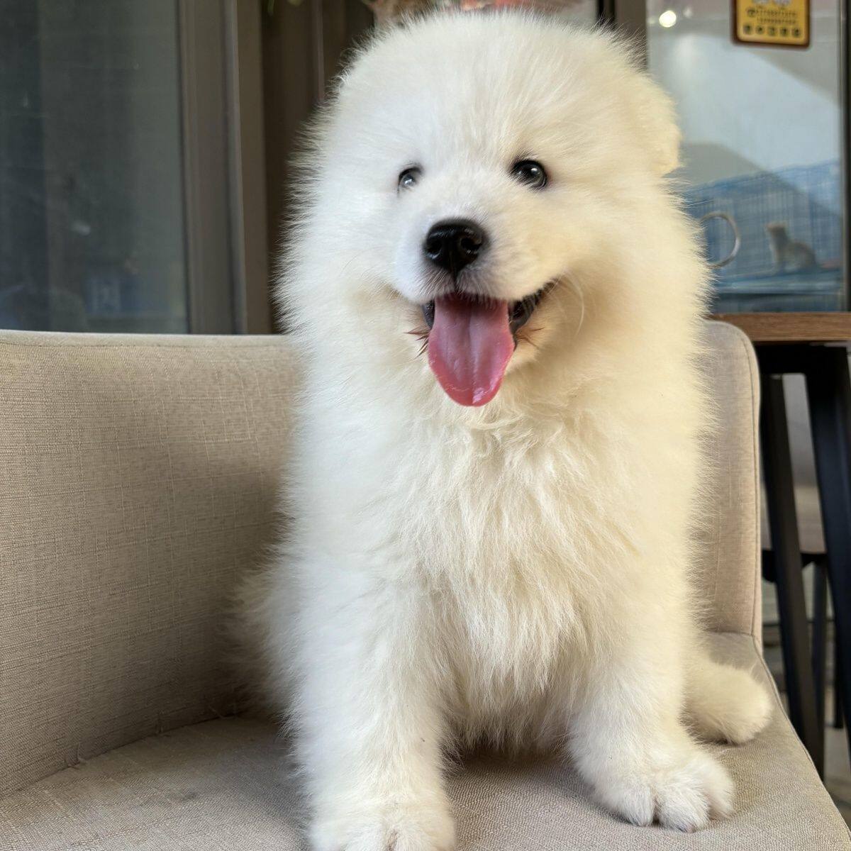 萨摩耶纯种幼犬治愈粘人好养活物圆脸大骨架宠物狗家养狗微笑天使