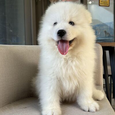 大骨架宠物狗家养狗微笑天使
