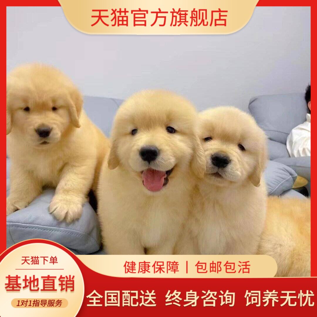 便宜家养聪明活体幼崽导盲犬狗