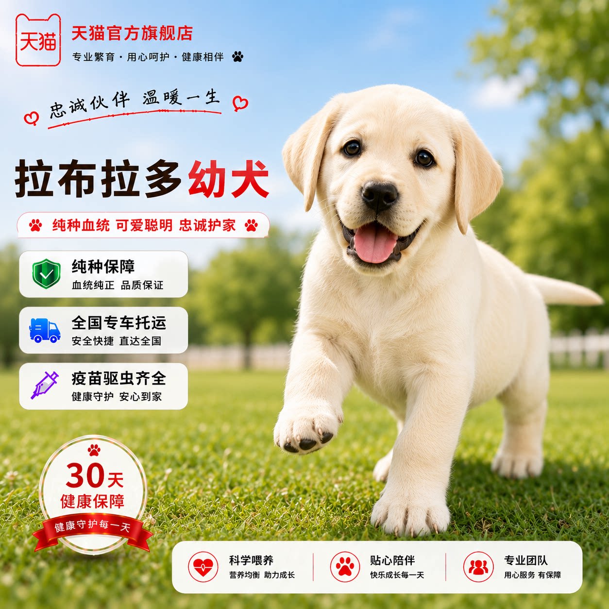 大头宠物狗忠诚听话短毛聪明健康
