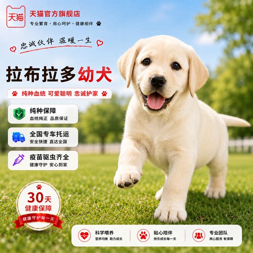 大头宠物狗忠诚听话短毛聪明健康