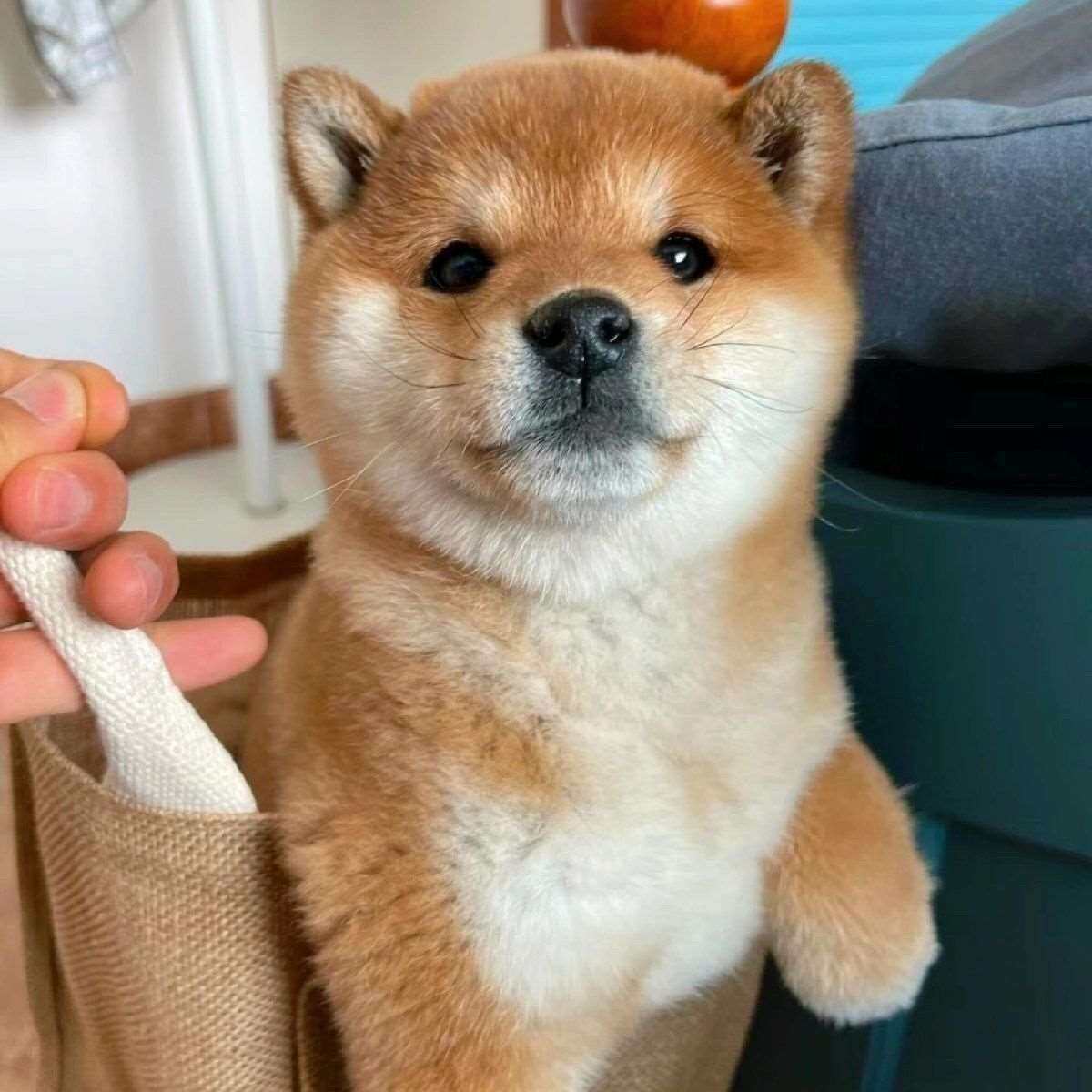 柴犬纯种幼犬宠物狗精品活体中型犬看家黑柴黄色赤色活泼小狗豆柴