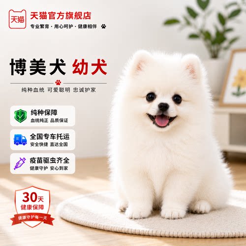 网红狗袖珍犬小小体精品活物狗