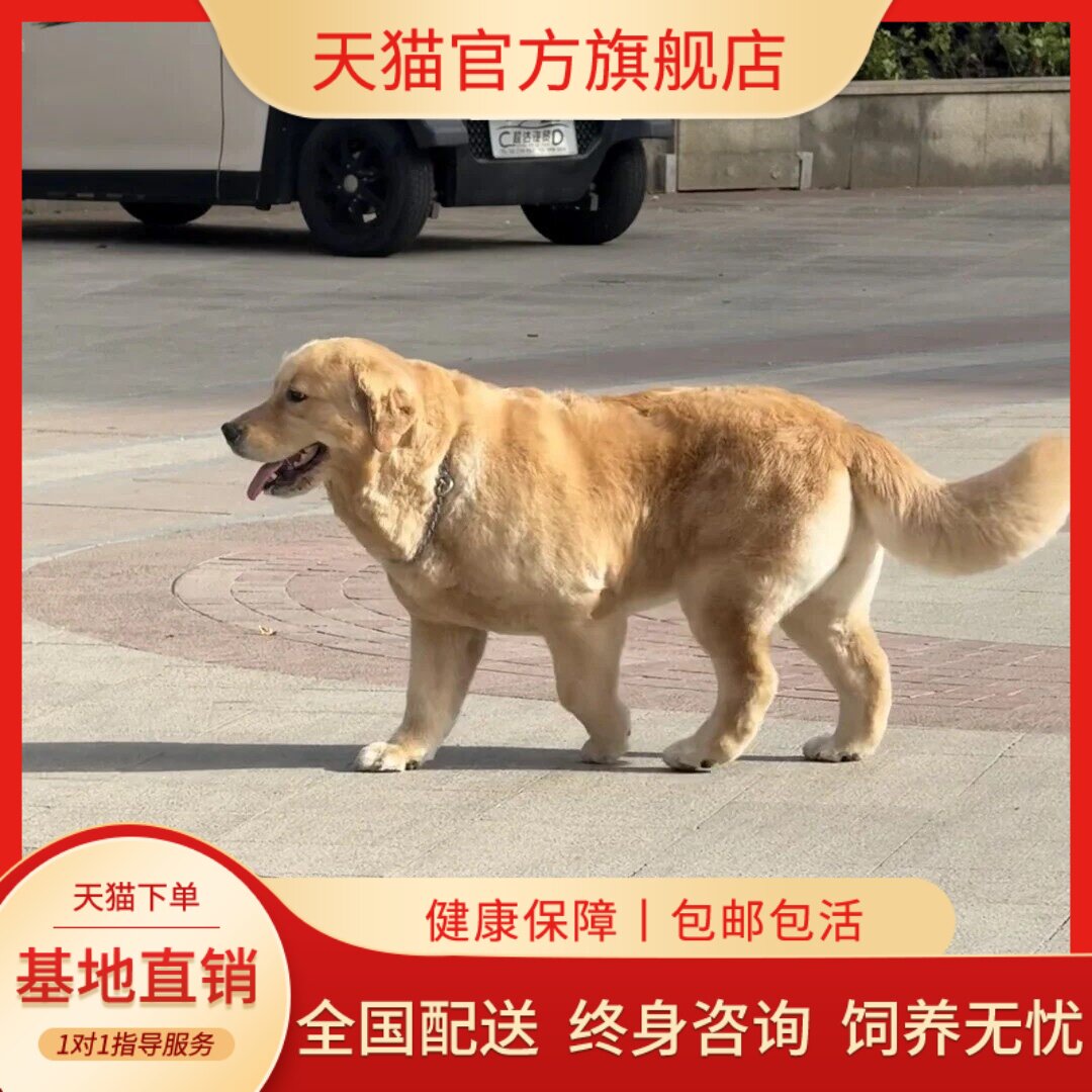 活泼看家高智商护主健康狗狗便宜