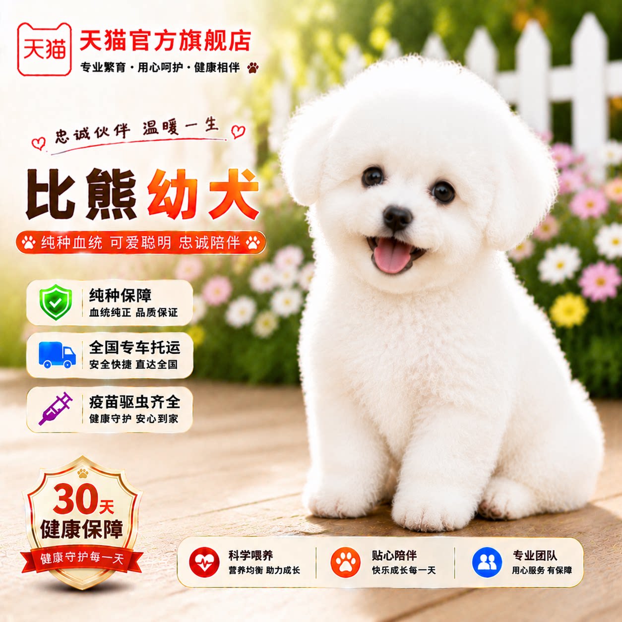 小短腿卷毛米奇小型犬幼崽小狗