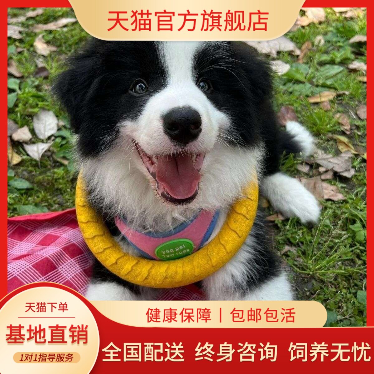 边牧纯种幼犬聪明健康可爱型粘人大骨架幼宠陪伴犬宠物狗网红温顺
