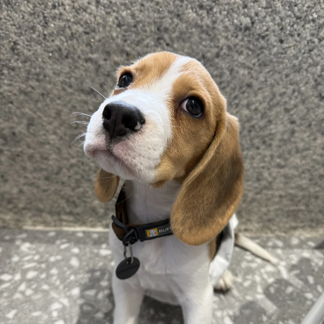 狩猎犬精品短毛家养狗幼崽狗