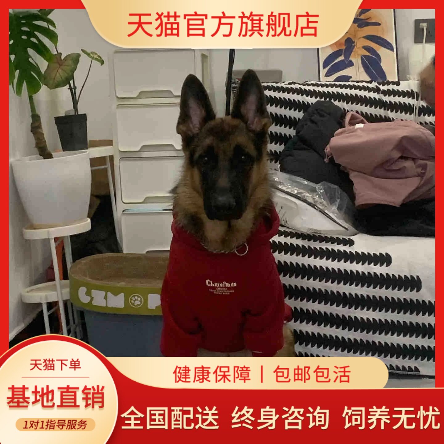 纯种德牧幼犬幼宠农村大型犬工作犬平背活物幼崽看家警犬狗爱骨大