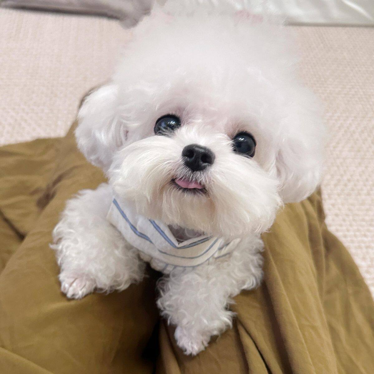 比熊纯种幼犬圆脸狗小体小型犬网红超萌真狗犬幼崽家养可爱狗白色