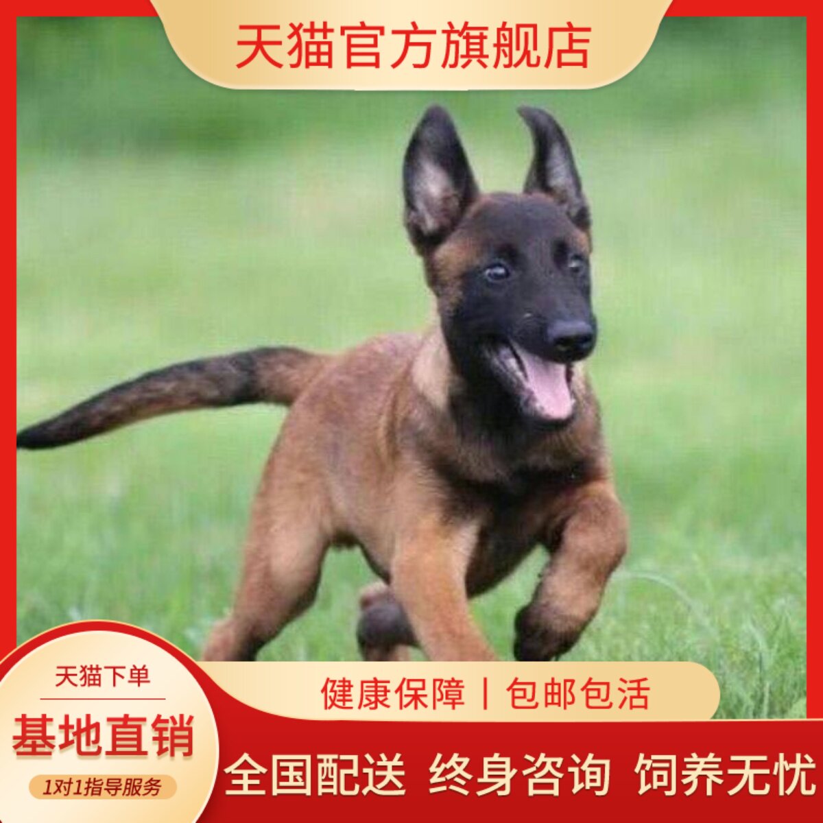 活物农村警犬聪明便宜短毛宠物