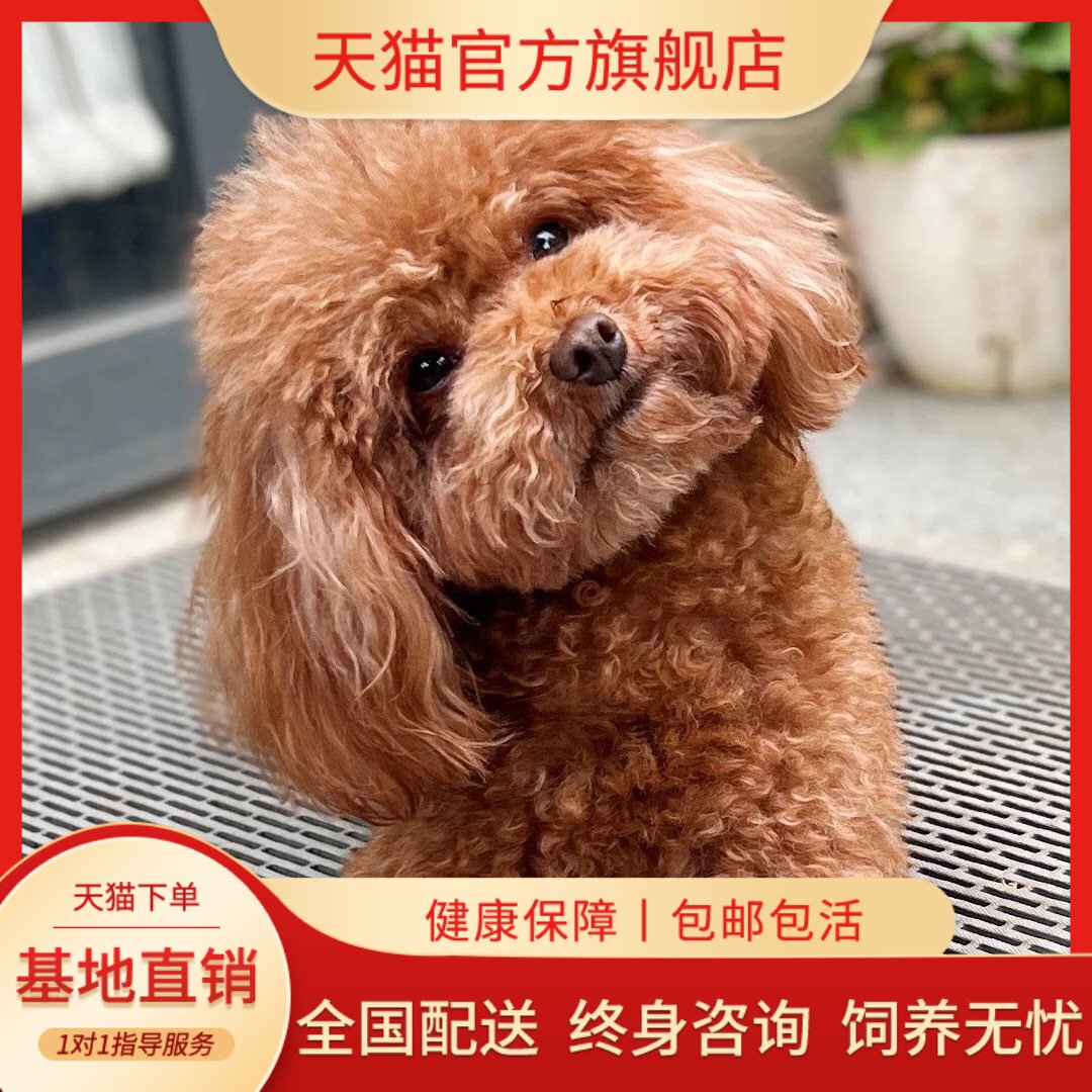 纯种泰迪幼犬家庭犬便宜贵宾犬黑色棕色黑小体精品聪明超萌狗纯黑
