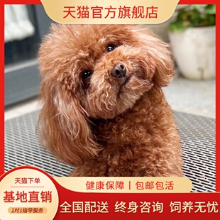 纯种泰迪幼犬家庭犬便宜贵宾犬黑色棕色黑小体精品聪明超萌狗纯黑