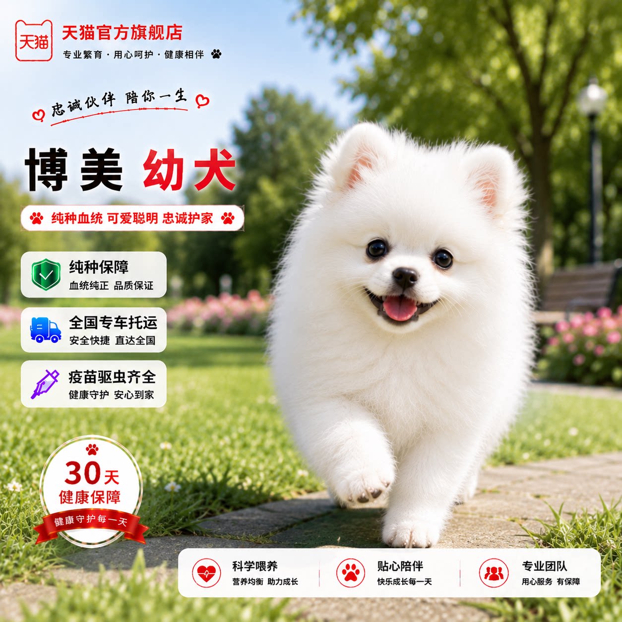 袖珍小型犬宠物狗小白色幼崽图片