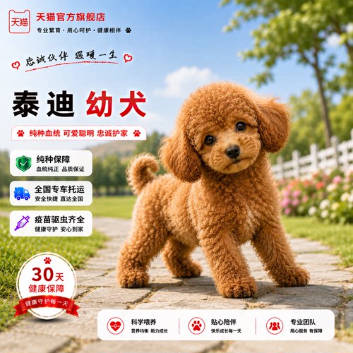贵宾犬可爱超萌家养家庭犬便宜狗