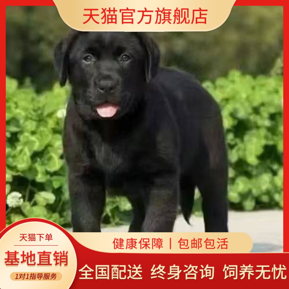 工作犬幼崽家养看家活泼伴侣犬