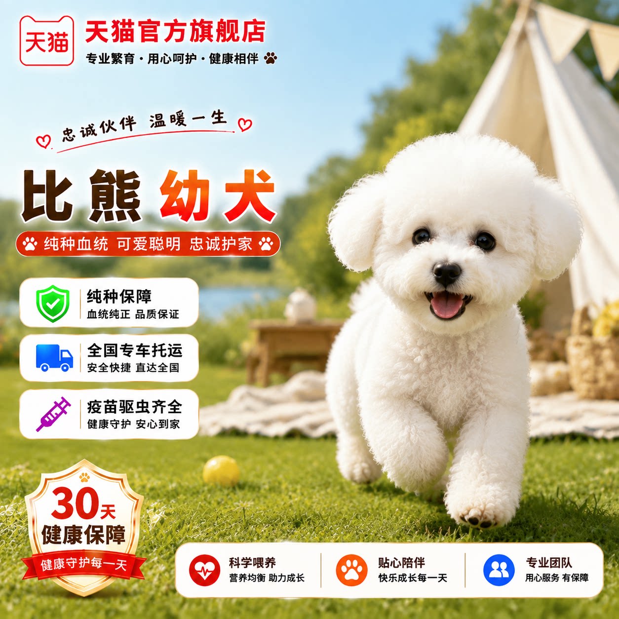 精品活体网红圆脸袖珍幼崽白迷你
