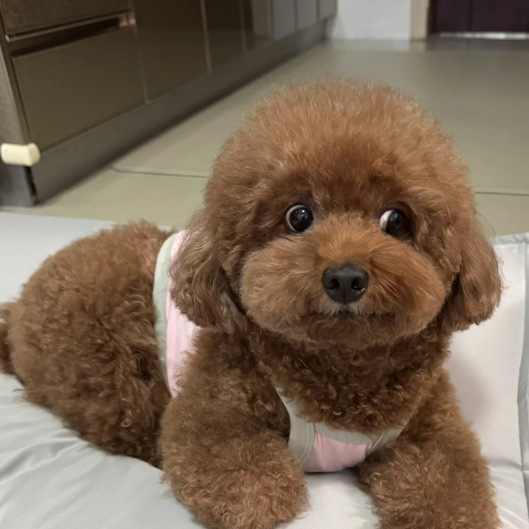 幼崽聪明活泼黑宠物红棕狗棕色