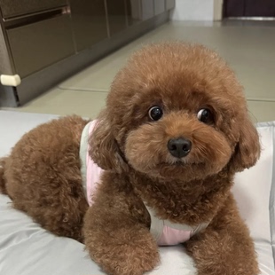 纯种泰迪幼犬贵宾犬家养精品家庭犬幼崽聪明活泼黑宠物红棕狗棕色