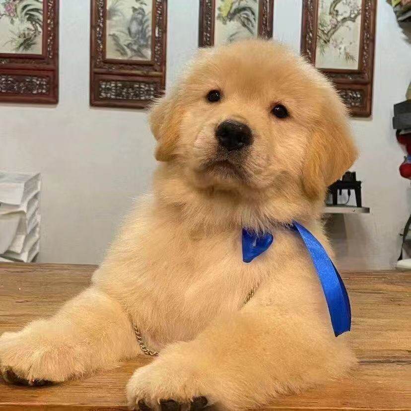 听话健康狗物猎犬便宜狗高智商狗