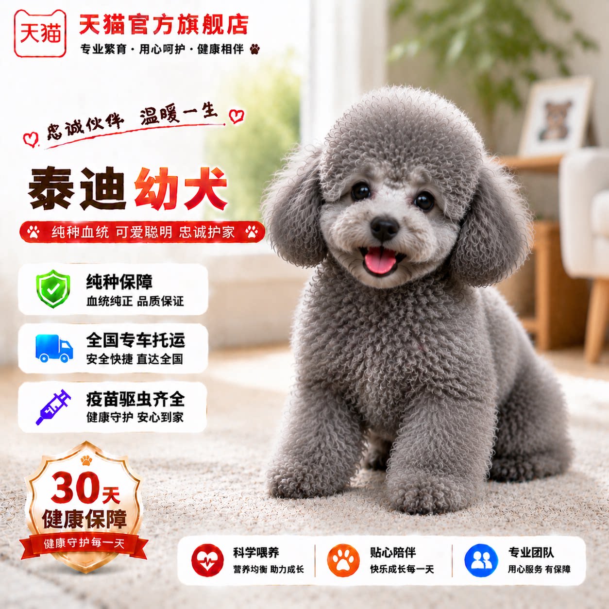 贵宾犬小体型黑家养精品狗宠物