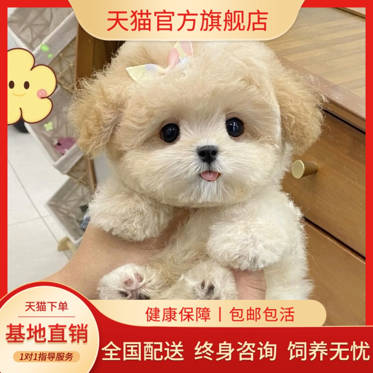 黑贵宾犬聪明狗小型犬精品家养