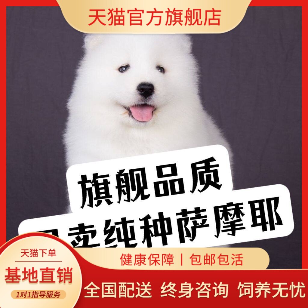 萨摩耶纯种幼犬宠物狗聪明陪伴犬可爱治愈幼宠大骨架活体白色家养