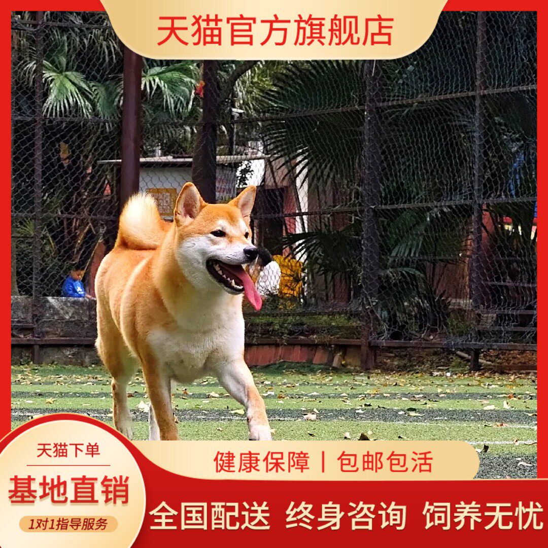 幼崽豆柴双血统宠物狗狗小型犬