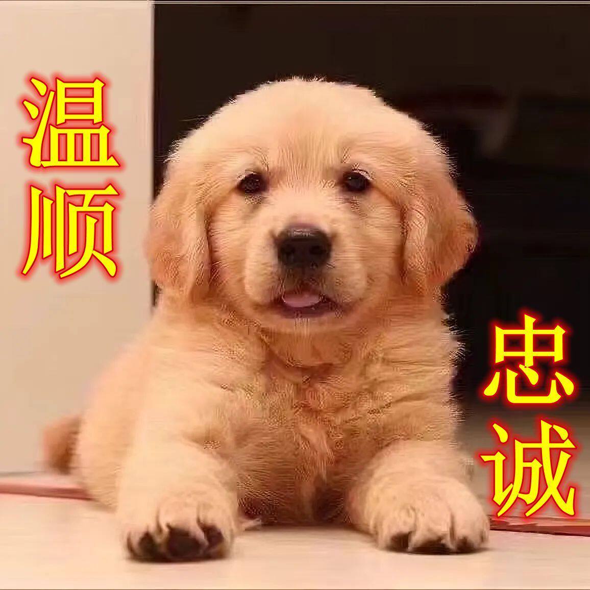金毛纯种幼犬护主导盲犬大骨架可爱狗聪明犬陪伴活物温顺大头真狗