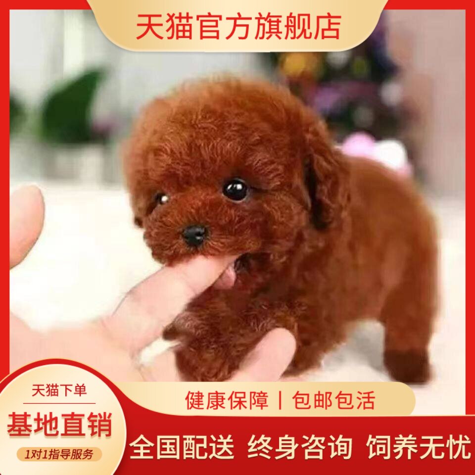 活泼黑色纯黑长不大活物家养聪明