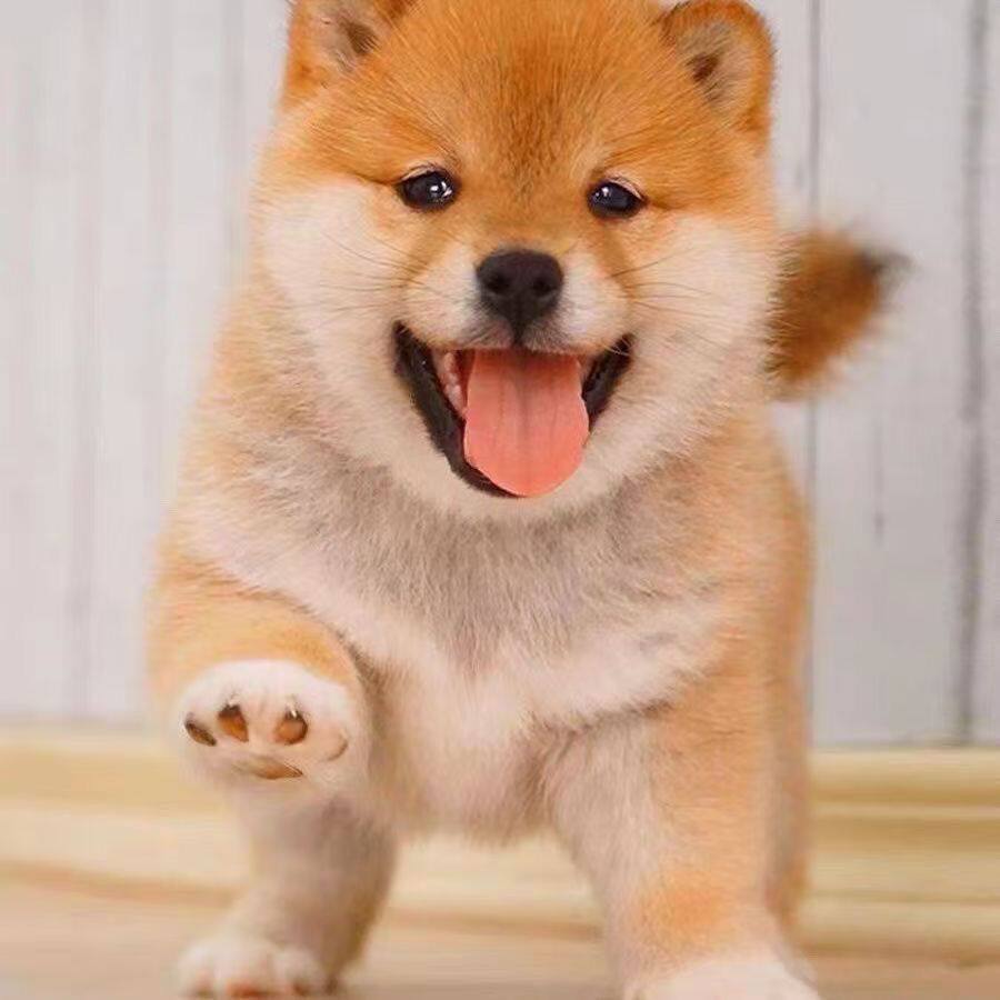 柴犬纯种幼犬活物宠物狗便宜赤色家养黑柴黄色看家单血统超萌活泼