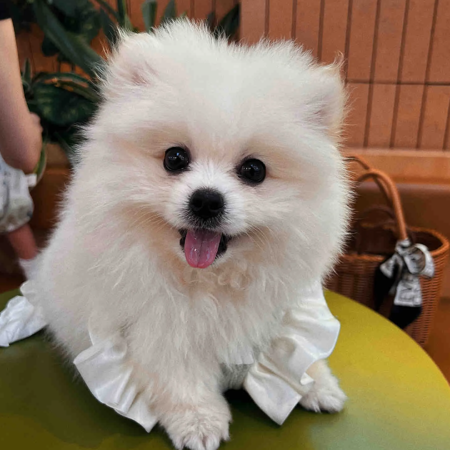 博美小型犬袖珍可爱宠物狗狗