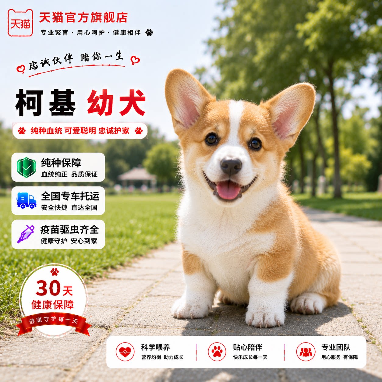 狗三色黑白不掉毛犬小狗双色家养
