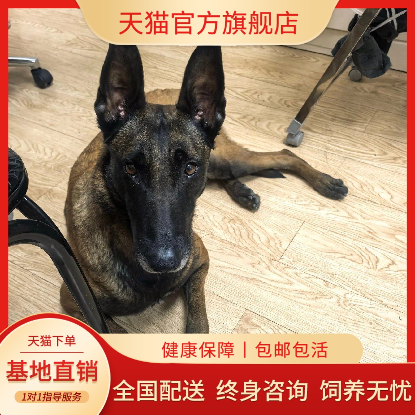 便宜霸气看家狗护卫犬晕寻南