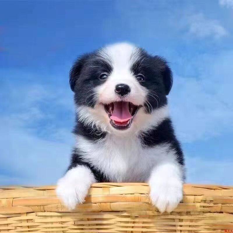 边牧纯种幼犬陪伴犬温顺便宜好养幼崽高智商活物狗健康狗活泼网红