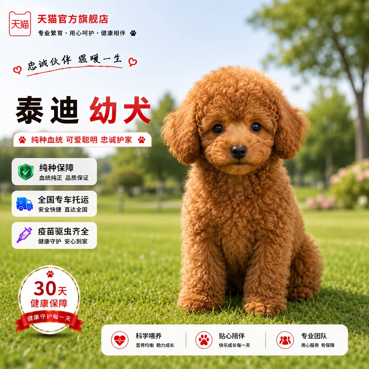 红棕色聪明长不大狗便宜家养超萌