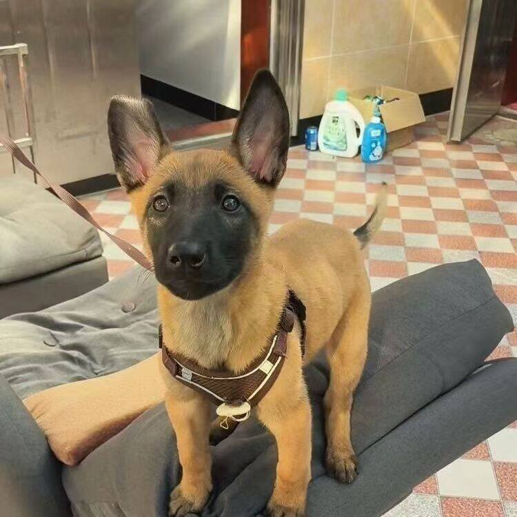 马犬纯种幼犬短毛高智商狼狗狗活物聪明便宜大型犬黄马真体狗农村
