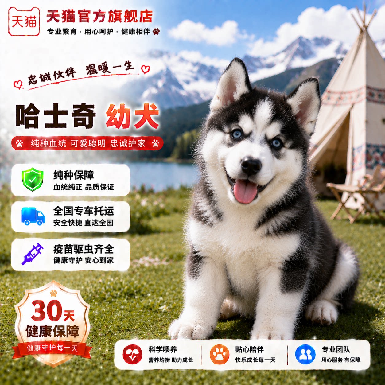活体大骨架短毛三火三只眼聪明
