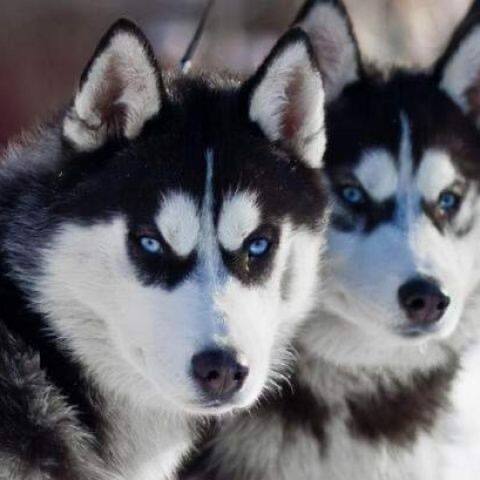 短毛活泼幼崽三火聪明好养雪橇犬