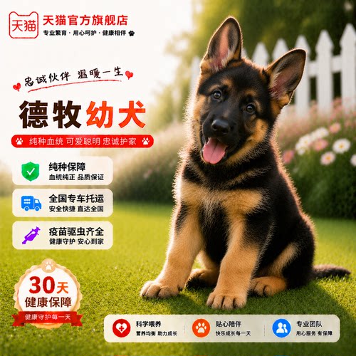 看家狗警犬牧羊犬幼宠狗狗狗霸气
