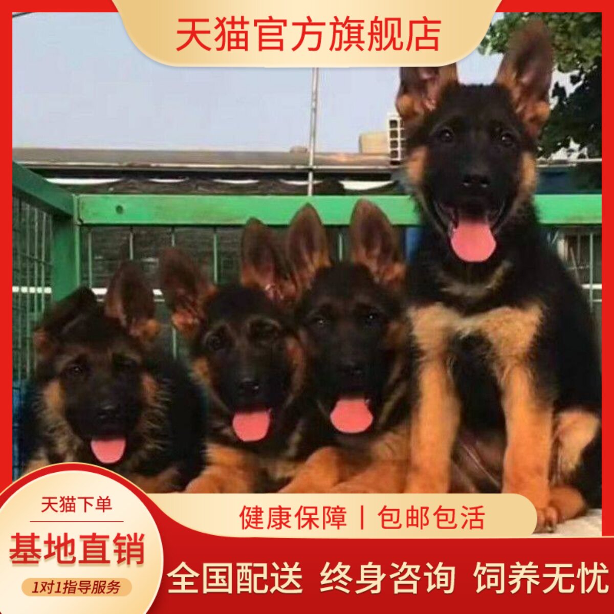 幼崽农村狼狗聪明护院护卫犬看家