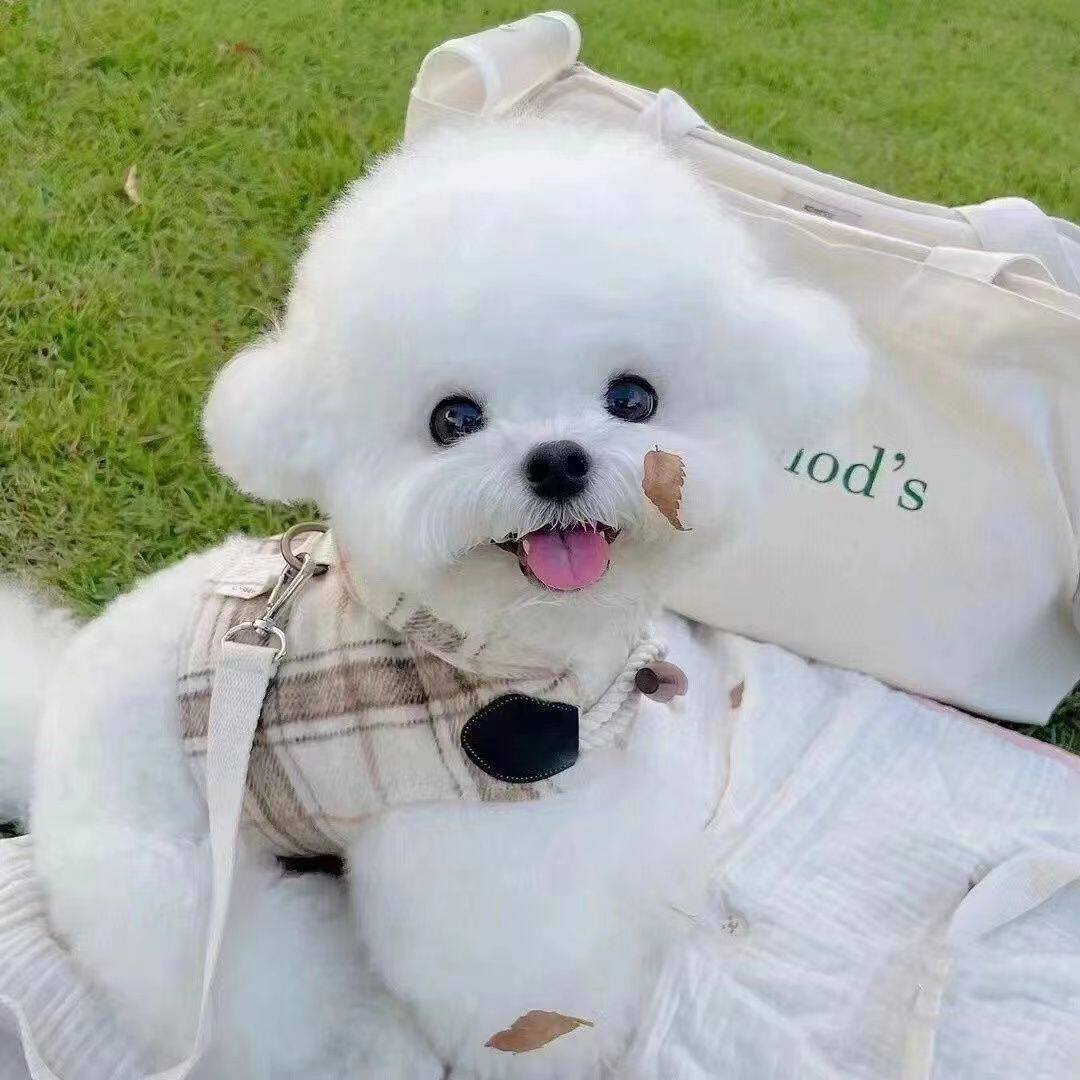 比熊纯种幼犬幼崽小精品超小袖珍小体活体白色宠物狗迷你狗狗便宜