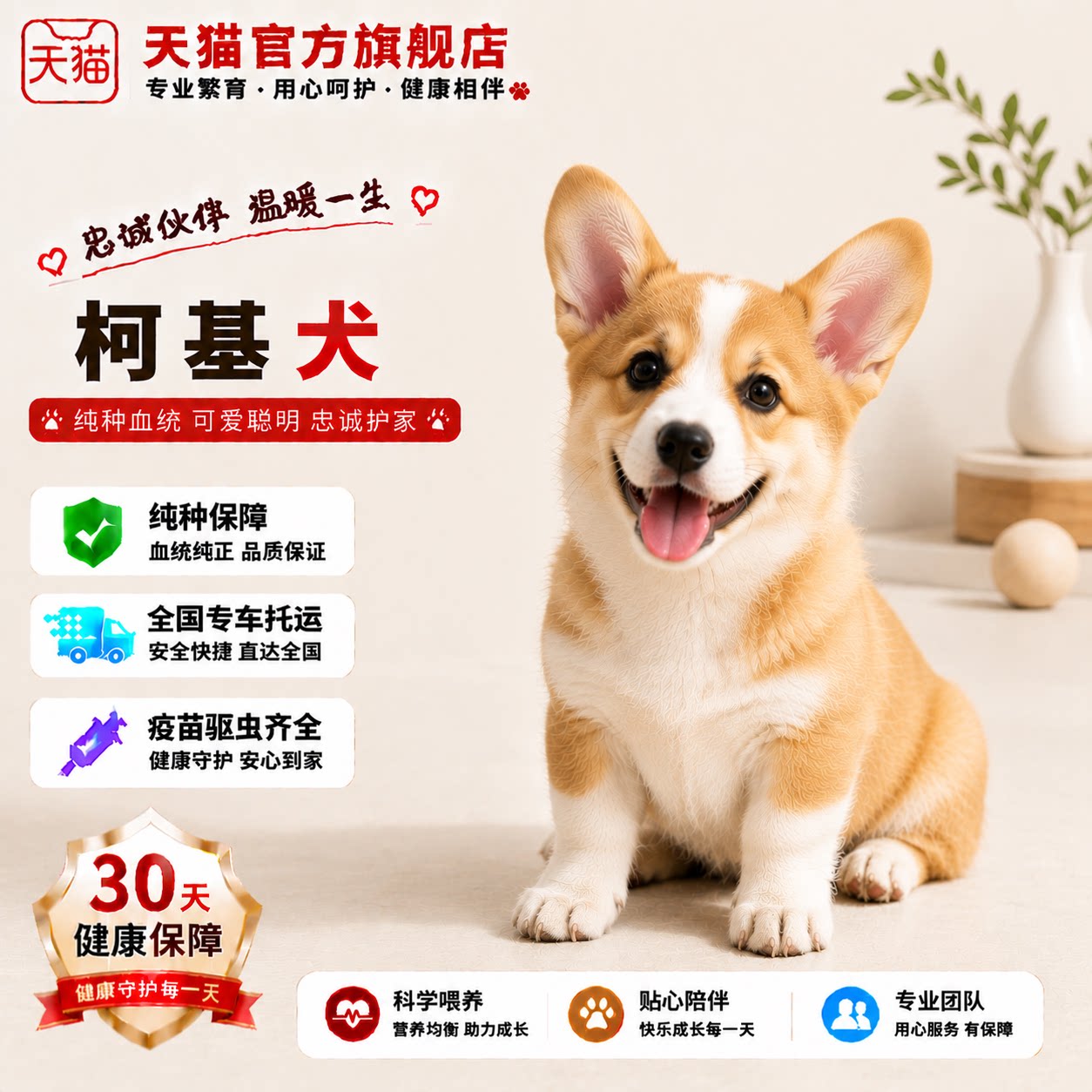 幼崽伴侣犬黄白花小型犬宠物狗狗