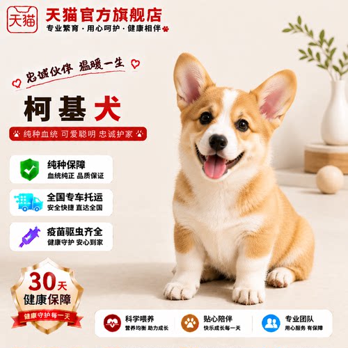幼崽伴侣犬黄白花小型犬宠物狗狗
