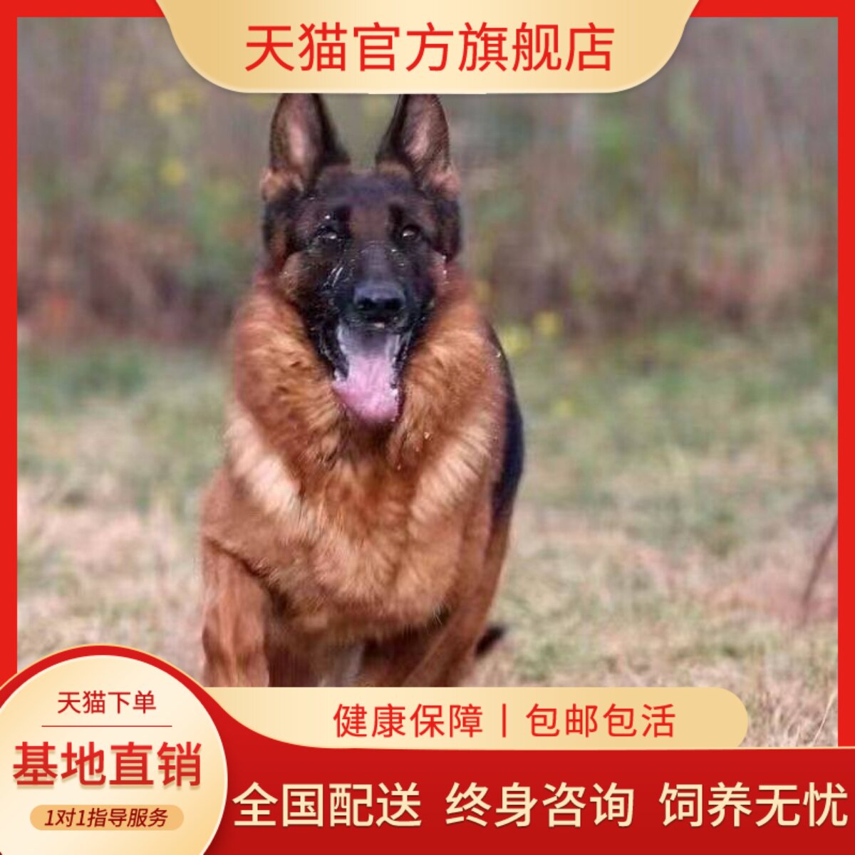 德牧纯种幼犬护卫犬便宜猛犬看家院活体牧羊犬弓背幼宠狗狗狗真狗